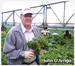 John D'Arrigo